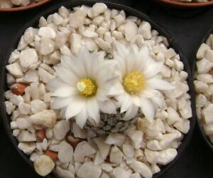 Pelecyphora valdeziana v. albiflora - 10 Seeds