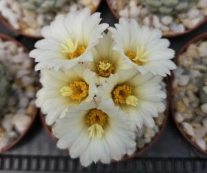 Strombocactus disciformis - 100 Seeds