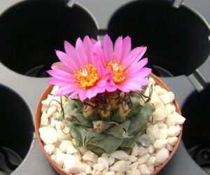 Turbinicarpus alonsoii - 25 Seeds