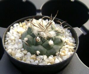 Turbinicarpus bonatzii - 25 Seeds