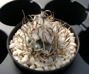 Turbinicarpus flaviflorus - 25 Seeds