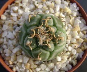 Turbinicarpus rioverdensis MZ 340 - 25 Seeds