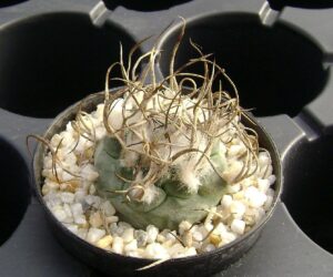 Turbinicarpus klinkerianus SB 275 - 25 Seeds