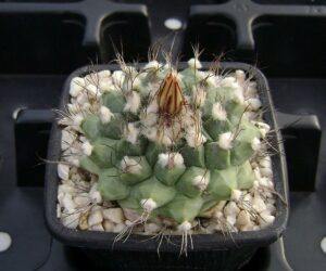 Turbinicarpus swobodae MZ 296 - 25 Seeds