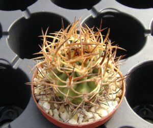 Eriosyce aurata