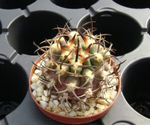 Eriosyce ceratistes
