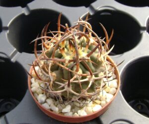 Eriosyce ceratistes