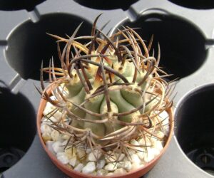Eriosyce ceratistes