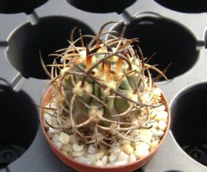 Eriosyce ceratistes