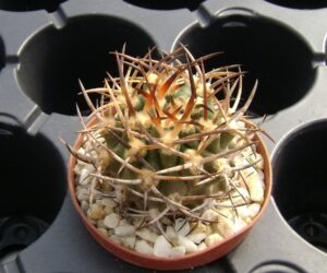 Eriosyce ceratistes