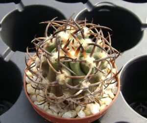 Eriosyce ceratistes