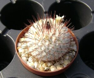 Mammillaria perezdelarosae ssp. andersoniana