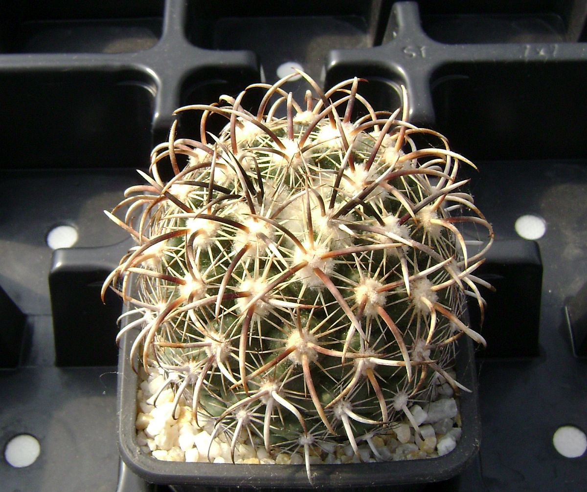 Coryphantha kracikii