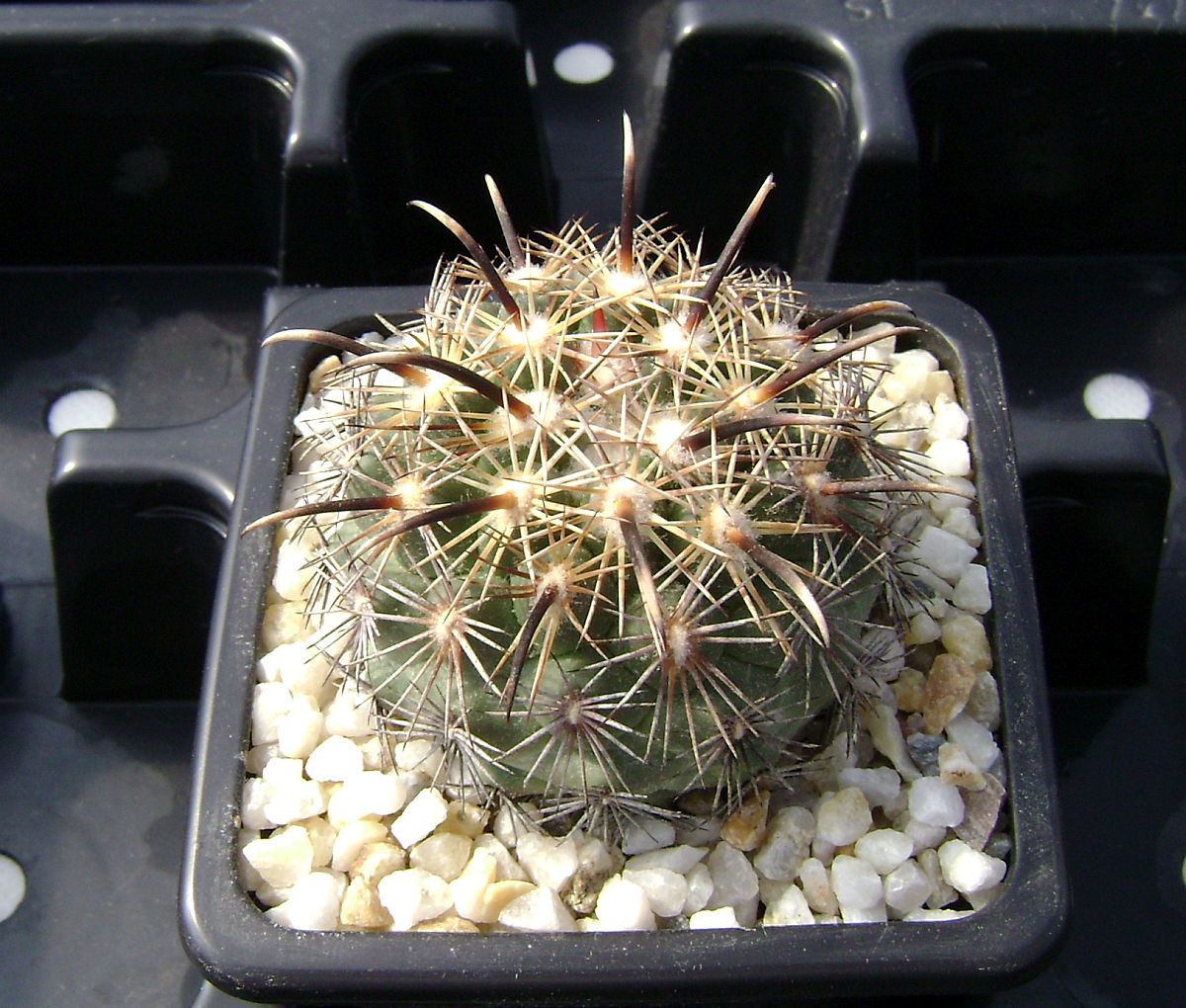Coryphantha kracikii