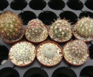 Echinomastus Set 7 species