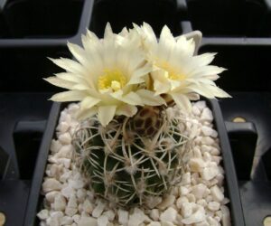 Pediocactus peeblesianus v. maia - 10 Seeds
